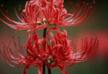 彼岸花又叫什么？