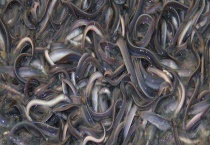 鳗鱼产地在哪 附生活习性