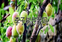 李子树好栽吗？