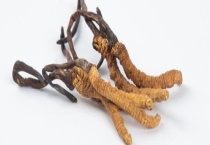 人工虫草和野生虫草的区别？