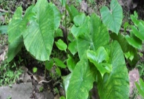 独角莲种子价格及种植方法 附独角莲的栽培条件