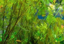 水草发黄怎么办？附其症状表现