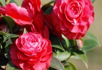 耐冬花的繁殖多久？