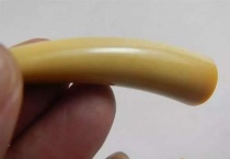 抹香鲸的牙长什么样