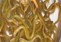 黄鳝吃什么 不同生长期的食物不同