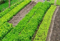 什么是有机肥料和无机肥料