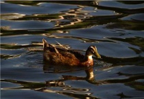 麻鸭能长到多少斤