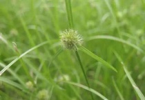 莎草科杂草有哪些？