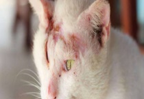 猫癣会传染人吗？附诱发病原 治疗方法和注意事项