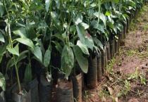 盆栽牛油果结果需要几年 附种植多久？