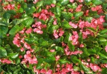 海棠光杆什么时候发芽