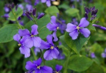 诸葛菜怎么做好吃