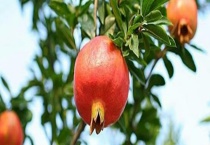 石榴树的寿命有多长 附石榴树的养护多久？