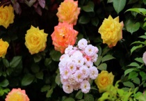 蔷薇花和月季花的区别？