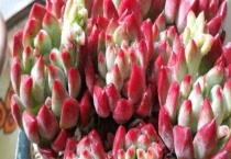 蓝苹果摊大饼了怎么办？