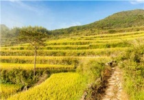 稻谷倒了但是没熟怎么办？