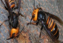 虎头蜂的毒性及预防方法 附虎头蜂的习性
