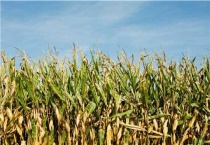 玉米怎样才算成熟