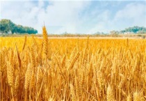 师栾02 1麦种的特点