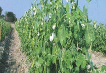 靠太阳传播种子的植物有哪些 种子有哪些传播方式