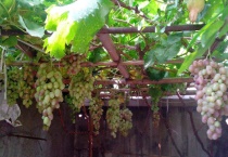 葡萄树黄叶怎么治理