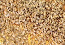 仓蜂为什么那么强