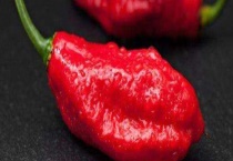 魔鬼辣椒的辣度是多少 主要用于哪些地方