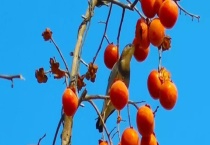 柿子原产地是哪里 有哪些品种