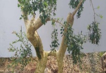 黄杨木沉水吗？