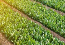 农产品 附农产品分类