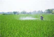 水稻炸花是什么原因？