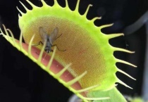 捕蝇草靠什么吸引昆虫