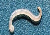 弓形虫是什么 猫得了弓形虫病该怎么办？