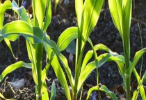 玉米苗根部发叉怎么办？