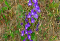 半枝莲有毒吗？