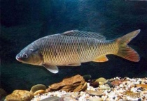 草鱼和鲤鱼的区别？ 附详细解说