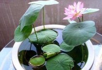 碗莲为什么只长茎不长叶