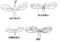 苹果树能嫁接木瓜海棠吗？