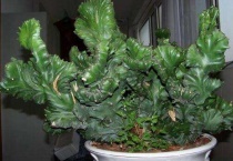 麒麟烂了还能活过来吗？