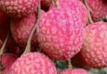 禾荔是什么荔枝品种