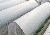 蔬菜大棚种类目前有哪些？简易竹架大棚应用最广