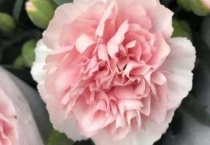 康乃馨有花苞能换盆吗？