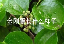 金刚藤长什么样子