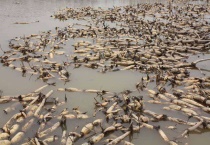 莲藕的施肥时的注意事项