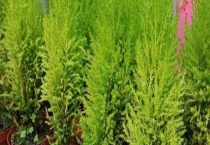 香松植物怎么繁殖