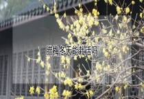 腊梅冬天能栽活吗？