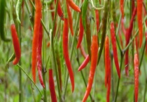 关于云南辣椒品种介绍 详细如下