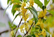 秋天盛开的花有什么？