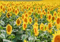 向日葵的生长过程 分四个时期