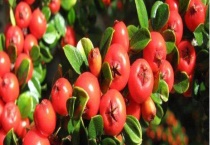 栒子盆景怎么修剪 附其养护管理